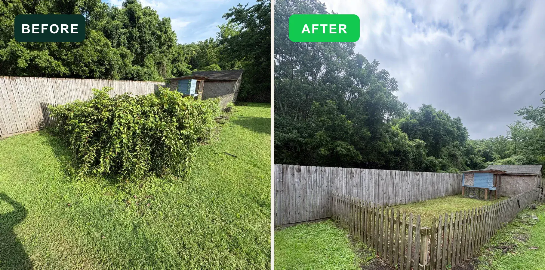 Brush-covered backyard area before and after EcoClear removal